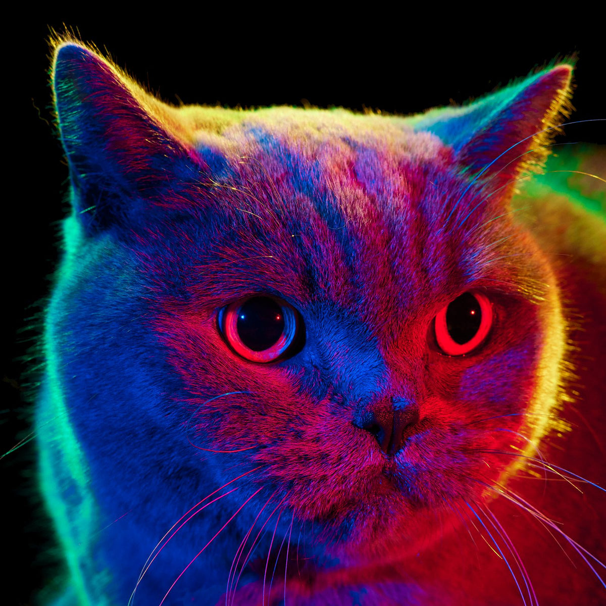 BARRY, a cat photographed under the four coloured lights of the Pet Photo Booth.