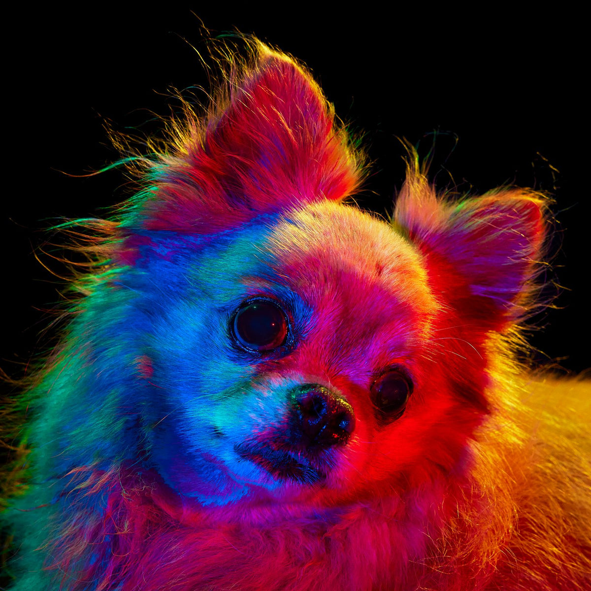 JAX, a dog photographed under the four coloured lights of the Pet Photo Booth.