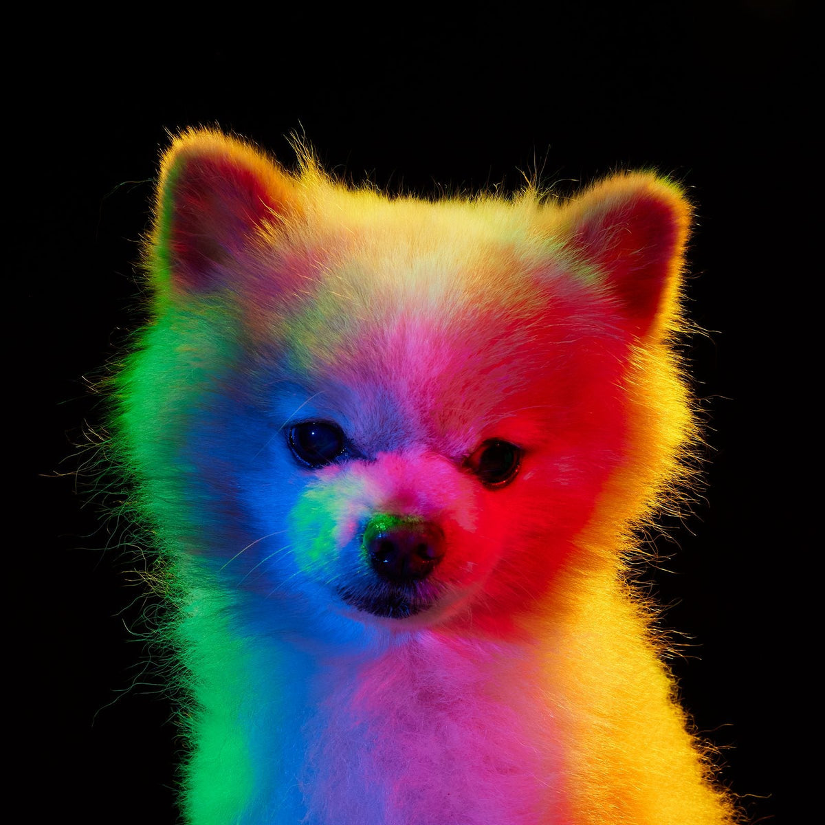 SAMMIE, a small white Pomeranian photographed under the four coloured lights of the Pet Photo Booth.