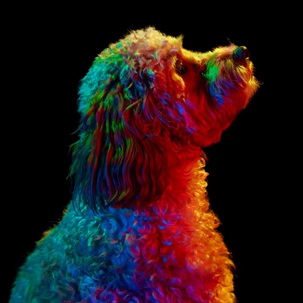 Otis, a curly-coated dog in profile, under the rainbow lights