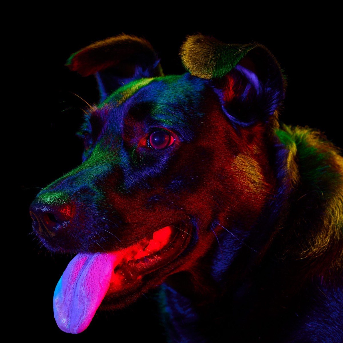 Project Pat, a large dog with his tongue out, under the rainbow lights