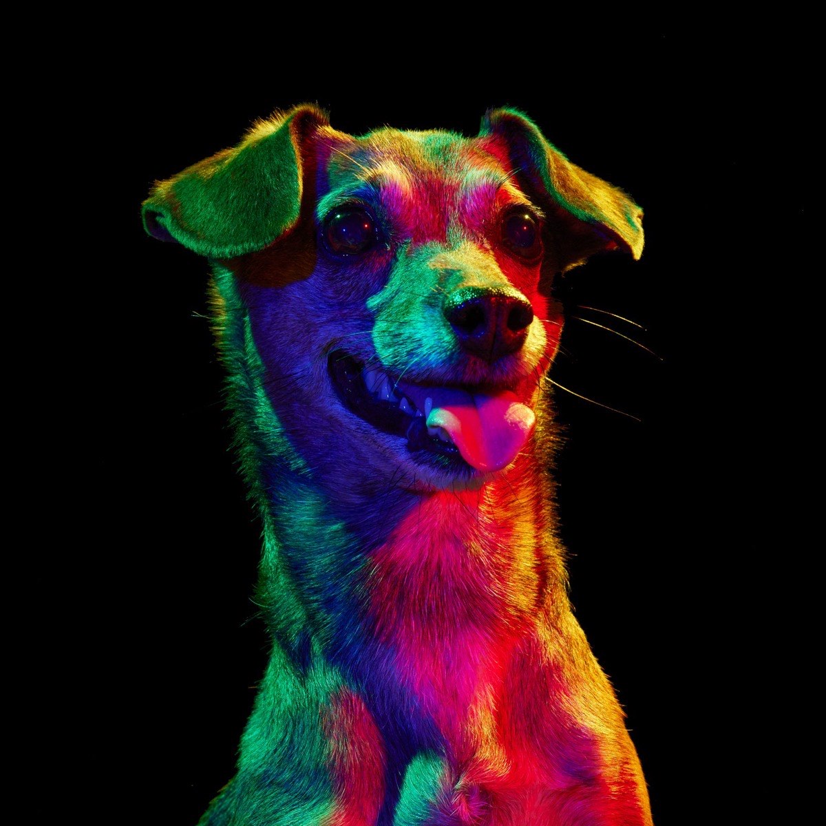 Stinkerbelle, a small smooth-coated dog, under the rainbow lights
