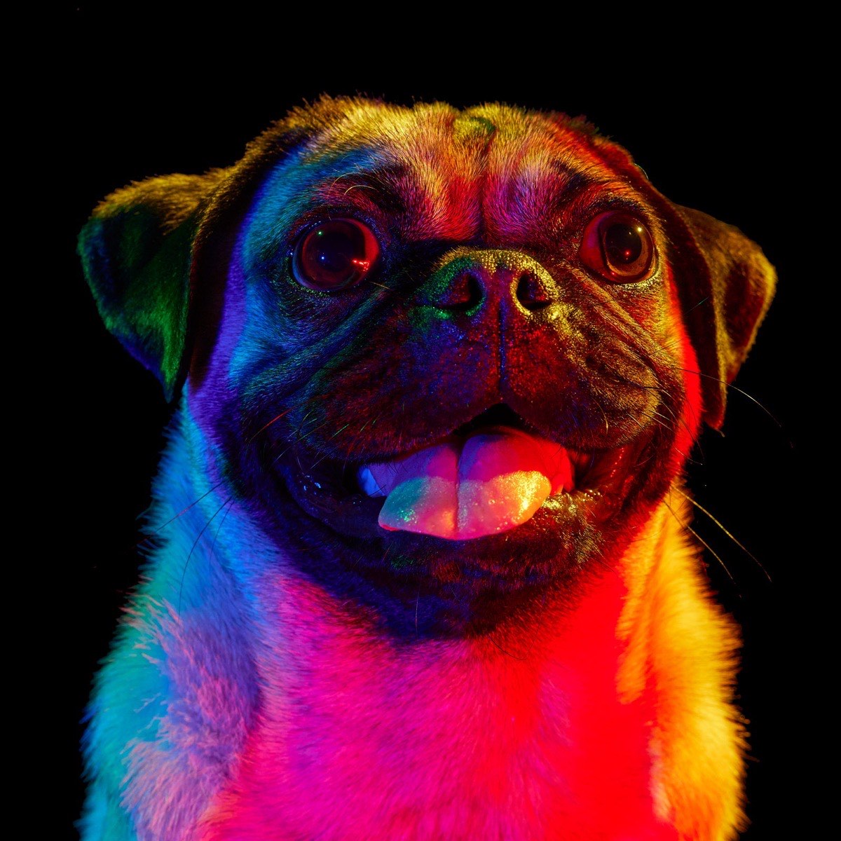 Thor, photographed under the rainbow lights