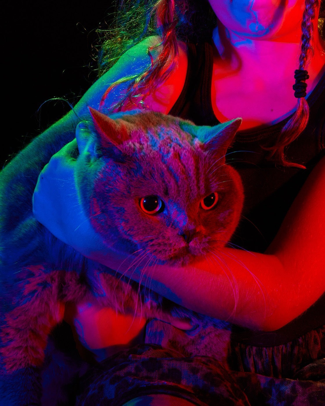 A grey cat held up to the camera by the girl who brought him, under the coloured lights